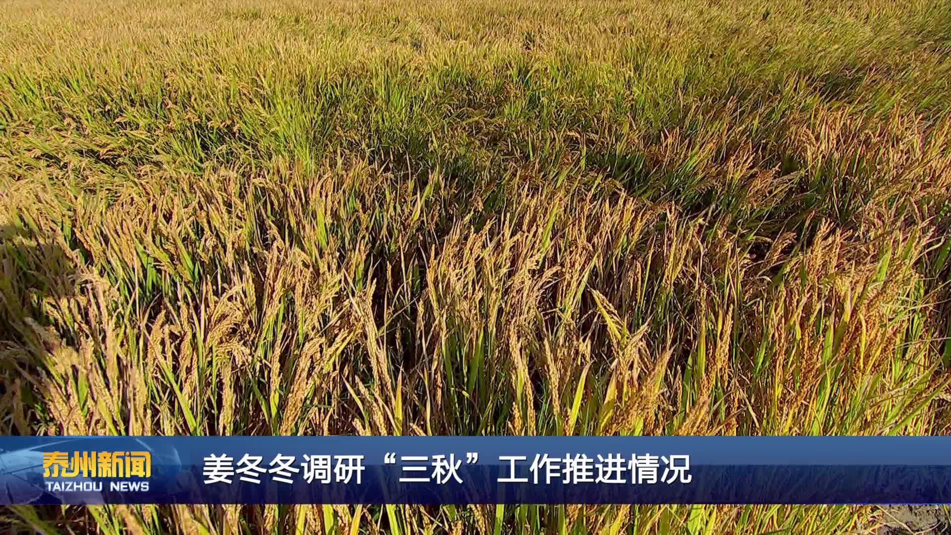 姜冬冬调研“三秋”工作推进情况